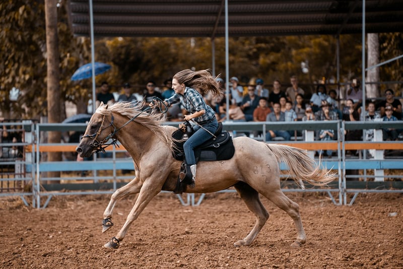 Knight Dueling Shows