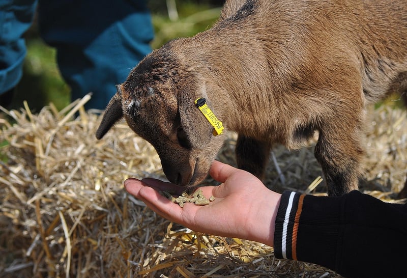 Mythical Creature Petting Zoo